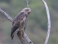 小斑短趾雕 小斑短趾雕