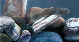 波氏櫛鰕虎魚 波氏櫛鰕虎魚