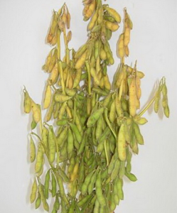 蘇豆8號 蘇豆8號