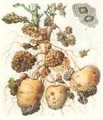 馬鈴薯癌腫病菌