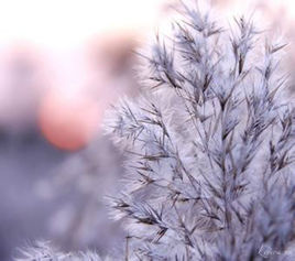 千年之前夢徘徊 千年之前夢徘徊