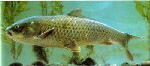 洱海大頭鯉 洱海大頭鯉