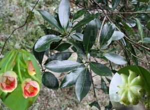 八角茴香目 八角茴香目