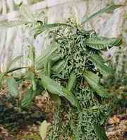 （圖）受害的枇杷