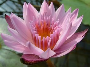 南非睡蓮 南非睡蓮