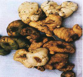 老虎姜[卷葉黃精的根莖]