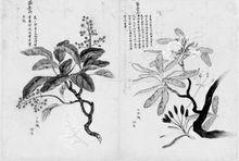 吳繼志編著的《質問本草》內頁