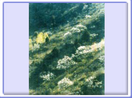 北京五座樓森林公園