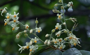 廣西山茉莉 廣西山茉莉