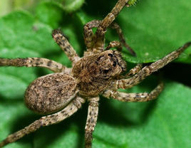 塔蘭托毒蛛 塔蘭托毒蛛