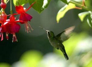 墨西哥妍蜂鳥 墨西哥妍蜂鳥