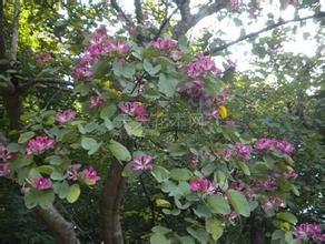 越南紅花羊蹄甲（亞種）