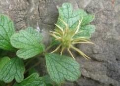 疏金毛鐵線蓮 疏金毛鐵線蓮