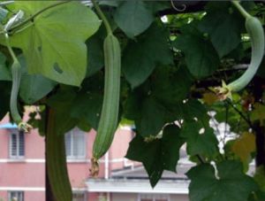 綠美絲瓜 綠美絲瓜