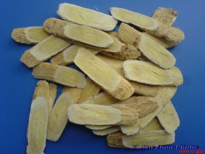 青海黃芪 青海黃芪