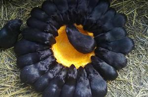 譽品香豚 譽品香豚