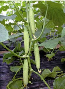 豐農二號 豐農二號