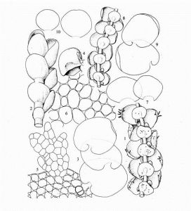 達烏里耳葉苔凹葉(亞種) 達烏里耳葉苔凹葉(亞種)