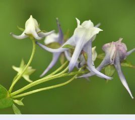 卵萼花錨 卵萼花錨