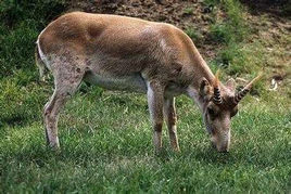 鵝喉羚準葛爾亞種