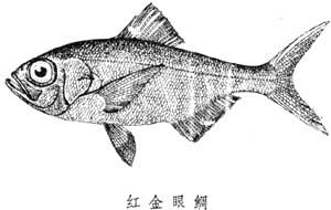 金眼鯛屬 金眼鯛屬