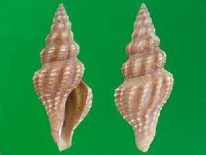 雙色卷管螺 雙色卷管螺