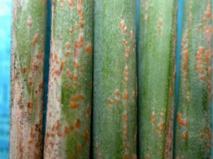 洋蔥鏽病 洋蔥鏽病