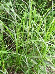 銹點薹草 銹點薹草