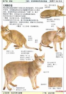 阿比西尼亞藍貓