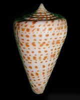 金帶字母芋螺 金帶字母芋螺