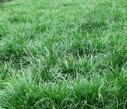 長穎羊茅 長穎羊茅