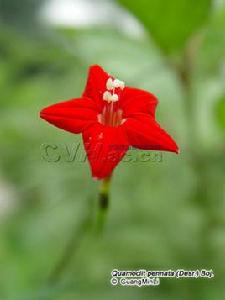 五星花[蔦蘿的別稱]