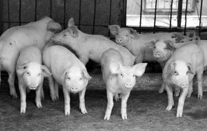 豬黃麴黴毒素中毒 豬黃麴黴毒素中毒