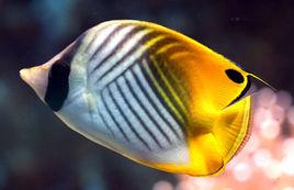 揚幡蝴蝶魚 揚幡蝴蝶魚