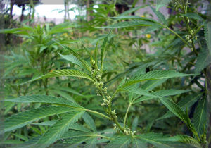 毛節緣毛草 毛節緣毛草