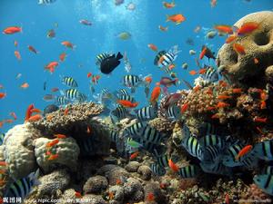 大堡礁的魚類