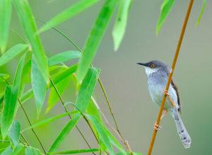 灰胸鷦鶯 灰胸鷦鶯