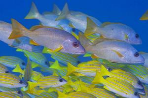 海洋魚類 海洋魚類