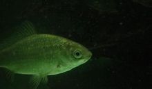 黑斑鯽 黑斑鯽