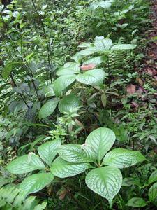 九連山國家森林公園