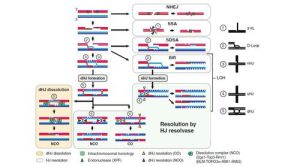 雜合性丟失 雜合性丟失