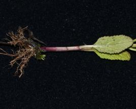 雪見草根 雪見草根