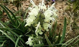 羊齒葉馬先蒿 羊齒葉馬先蒿