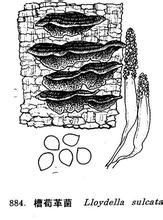 銀絲韌革菌 銀絲韌革菌