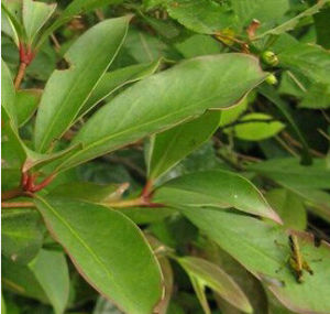 尖萼厚皮香 尖萼厚皮香