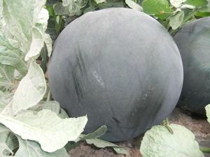 鳳梨蜜無籽西瓜