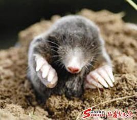 鼴鼠 鼴鼠