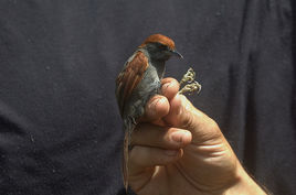 馬氏針尾雀 馬氏針尾雀