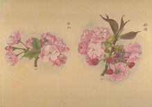三好學編著《櫻花圖譜》