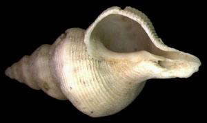 蒜頭花仙螺 蒜頭花仙螺